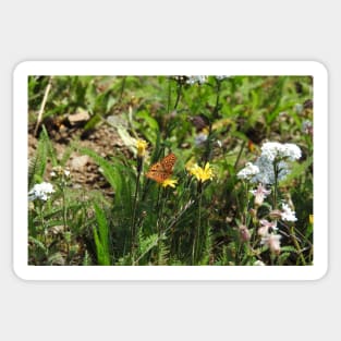 Nature, gifts, butterfly, Thore's Fritillary Butterfly, Natures Grace Sticker